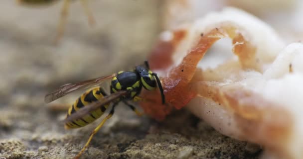 Striped wasp collecting food for larvae — Stock Video