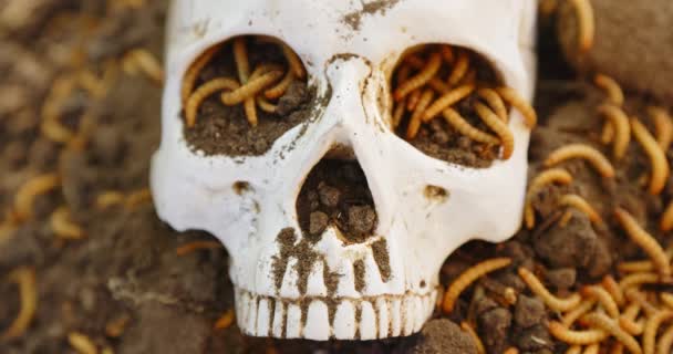 Maden kruipen in dode schedel — Stockvideo