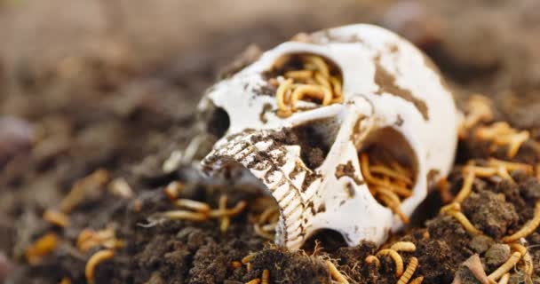 Larvas rastejando no crânio morto — Vídeo de Stock
