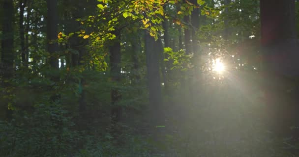 Zon schijnt en knippert door de bladeren in het bos — Stockvideo