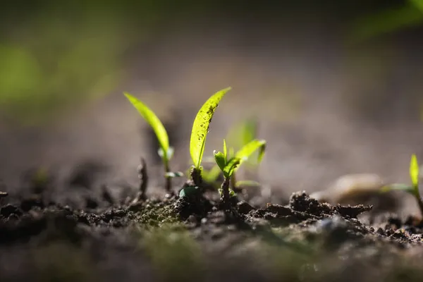 Gröna spira växer från frö — Stockfoto