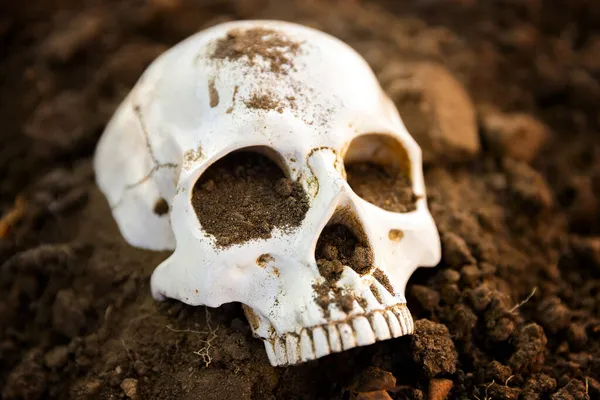 Halott koponya a földön közelkép — Stock Fotó