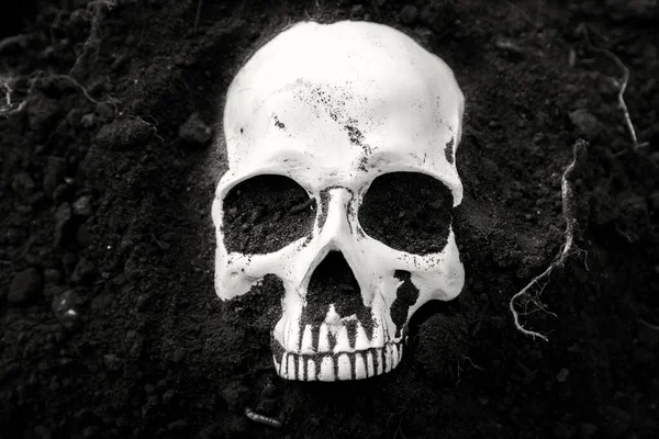 Human skull in the soil black and white — Stock Photo, Image