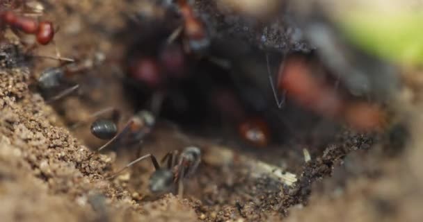 Černí a červení mravenci na svém hnízdě — Stock video