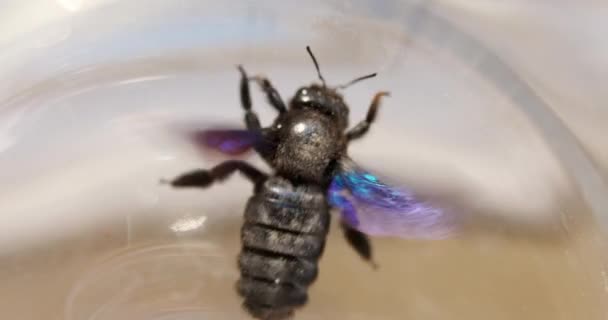 Gran abeja negra flotando en imágenes de cámara lenta de aire — Vídeos de Stock