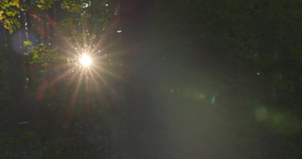 Солнце светит и мигает сквозь листья в лесу. — стоковое видео