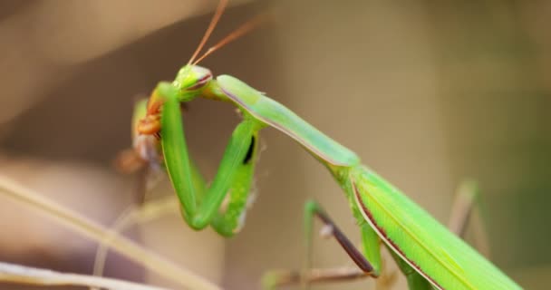 Verde mantis religiosa alimentándose de saltamontes — Vídeo de stock