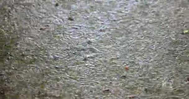 Regn rammer vandpyt af mudder på jorden – Stock-video