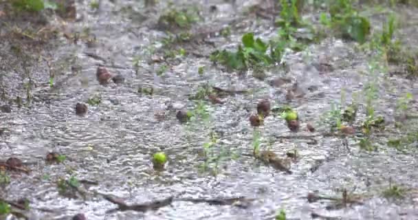 Pioggia che colpisce pozzanghera di fango a terra — Video Stock