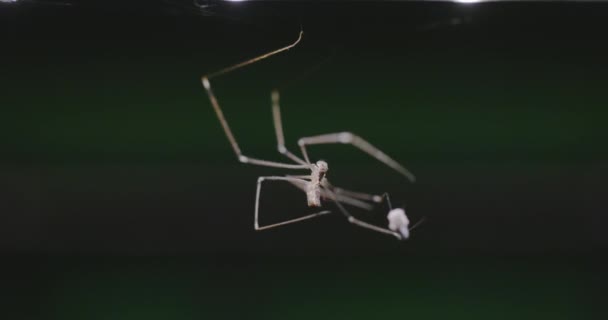 Velký pavouk balí hmyz do pavučiny — Stock video