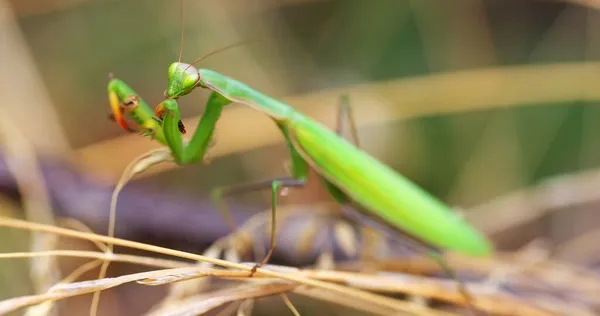 Grüne Gottesanbeterin ernährt sich von Heuschrecke — Stockfoto