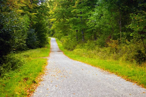 Carretera forestal con hojas otoñales en el suelo —  Fotos de Stock