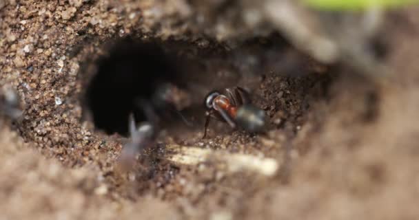 Black and red ants at their nest — Stock Video