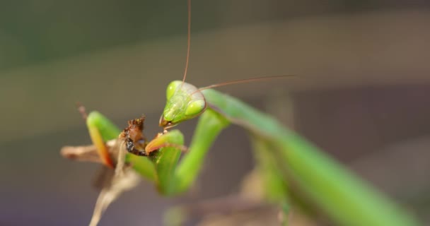 Green praying mantis feeding on grasshopper — Stock Video