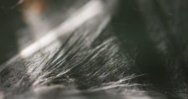 Zijde spinnenweb soepel geblazen in de wind — Stockvideo