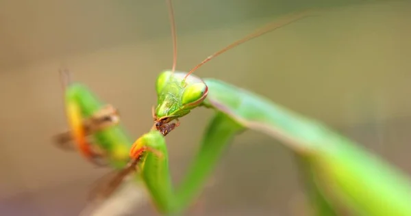 메뚜기 먹이로 기도하는 녹색 사마귀 — 스톡 사진