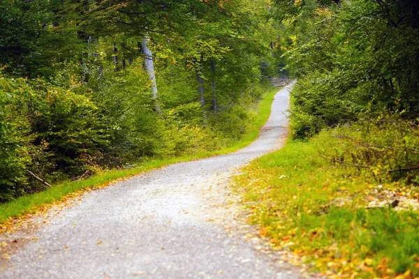 Forest road with autumnal leaves on the ground — Stock Photo, Image