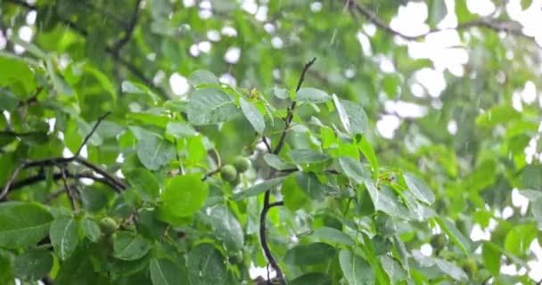 Сильный ливень с замедленной съёмкой зелени — стоковое видео