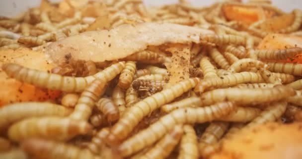 Overvloed aan wormen als achtergrond textuur close-up beelden — Stockvideo