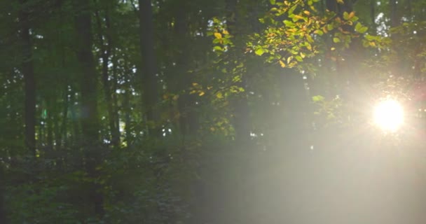 Zon schijnt en knippert door de bladeren in het bos — Stockvideo