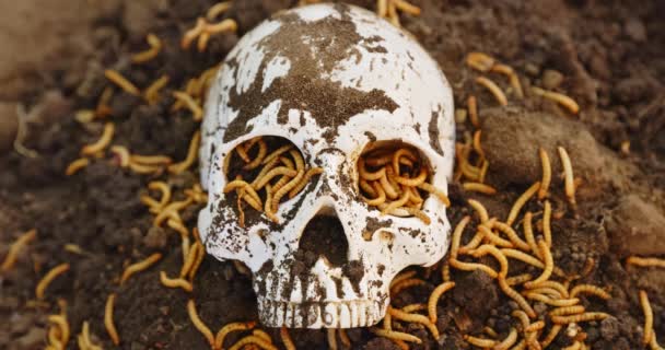 Личинки заползают в мертвый череп — стоковое видео