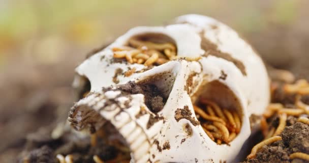 Maggots crawling in dead skull — Stock Video