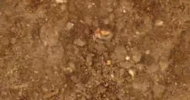 Землетрясение взбудоражило почву — стоковое видео