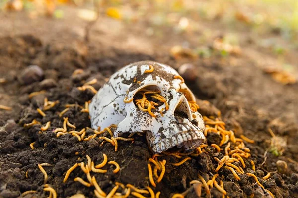 Maggots crawling on dead skull closeup photo — Stock Photo, Image