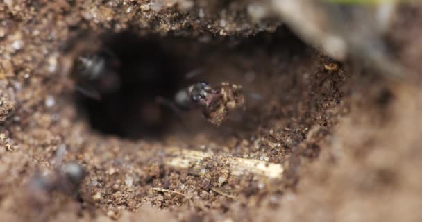 Yuvalarında siyah ve kırmızı karıncalar — Stok video