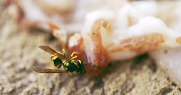 Çizgili eşekarısı larva için yiyecek topluyor. — Stok video