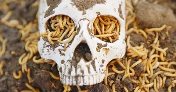 Larvas rastejando no crânio morto — Vídeo de Stock
