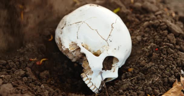 Begraven schedel onder de grond met schop camera glijden in — Stockvideo