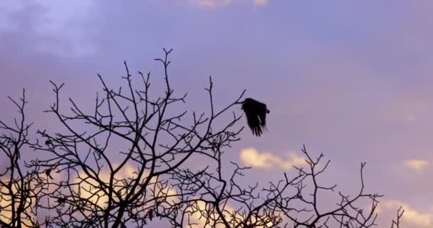 Flock of birds flying agains evening sky — Stock Video