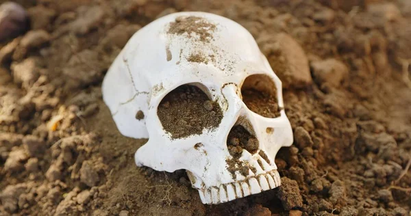 Maden kruipen op dode schedel close-up foto — Stockfoto