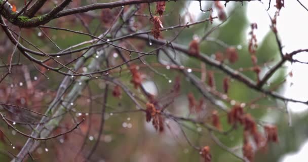 倾盆大雨，绿油油的慢镜头 — 图库视频影像