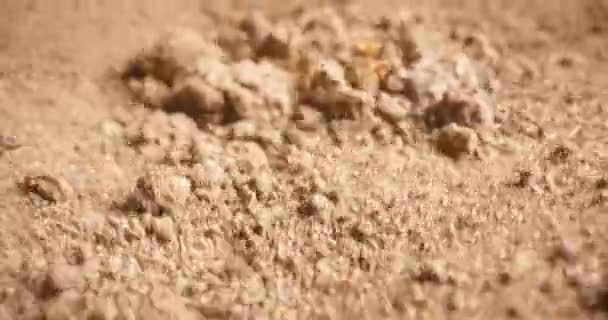 Землетрясение взбудоражило почву — стоковое видео