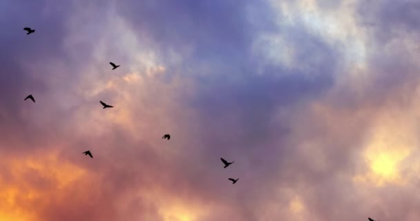Σμήνη πουλιών που πετούν ξανά στον ουρανό το βράδυ — Αρχείο Βίντεο