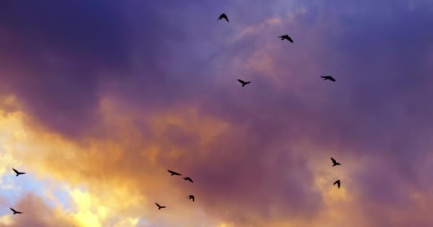 Flock av fåglar flyger mot natthimlen — Stockvideo