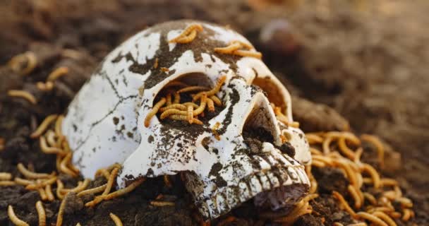 Личинки заползают в мертвый череп — стоковое видео