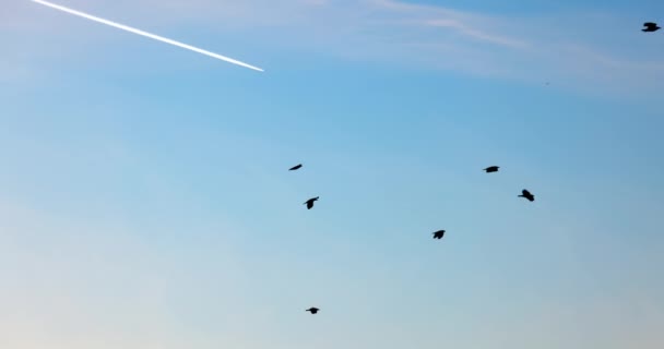 Stado ptaków latających ponownie błękitne niebo — Wideo stockowe