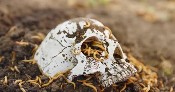 Maggots crawling in dead skull — Stock Video