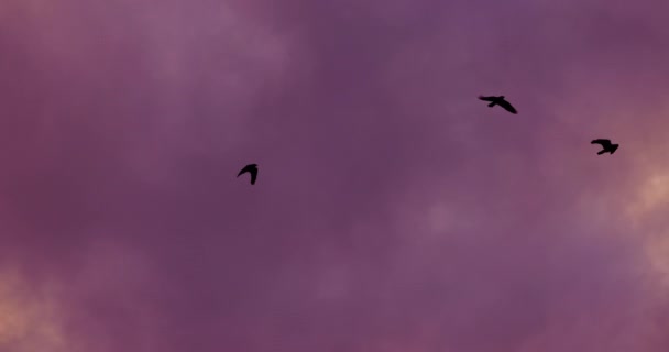 Flock of birds flying agains evening sky — Stock Video