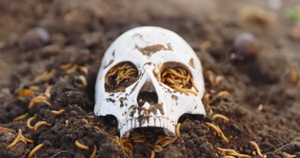 Gusanos arrastrándose en el cráneo muerto — Vídeos de Stock