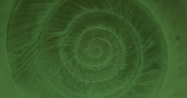 Rotating closeup of gastropod shell — Stock Video