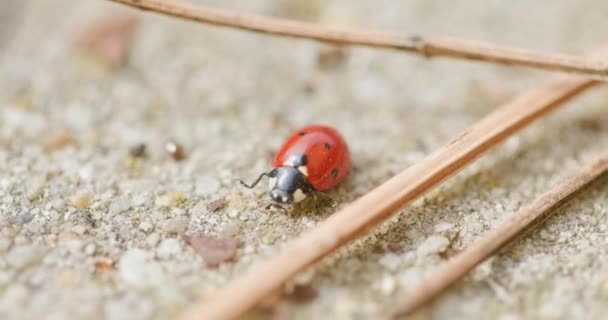 Seven Spotted Ladybug Grass — Stock Video