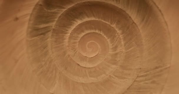 Rotating Closeup Gastropod Shell — Stock Video