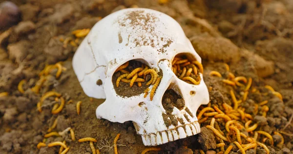 Les Asticots Rampent Sur Crâne Mort Photo Rapprochée — Photo