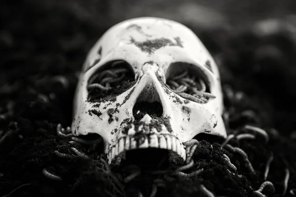 Lidská Lebka Půdě Černé Bílé Detailní — Stock fotografie