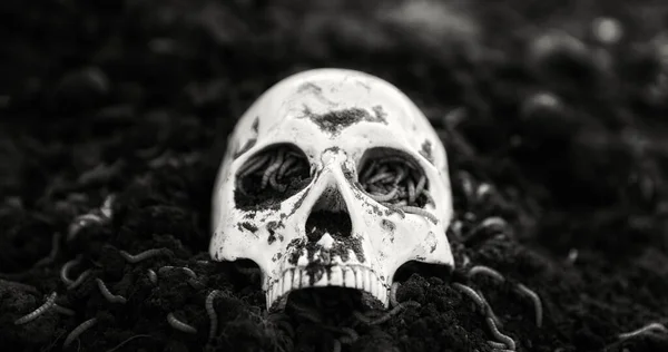 Calavera Humana Suelo Primer Plano Blanco Negro — Foto de Stock