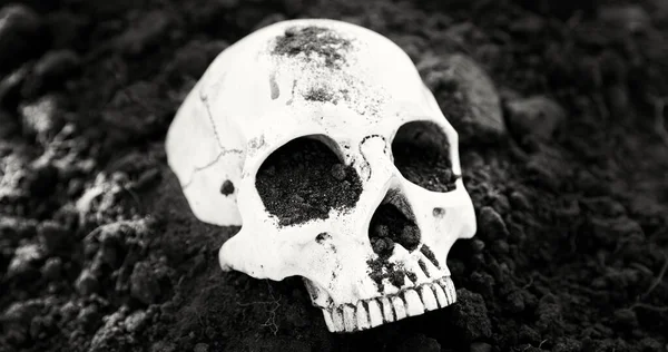 土壤中的人类头骨黑白相间的特写 — 图库照片